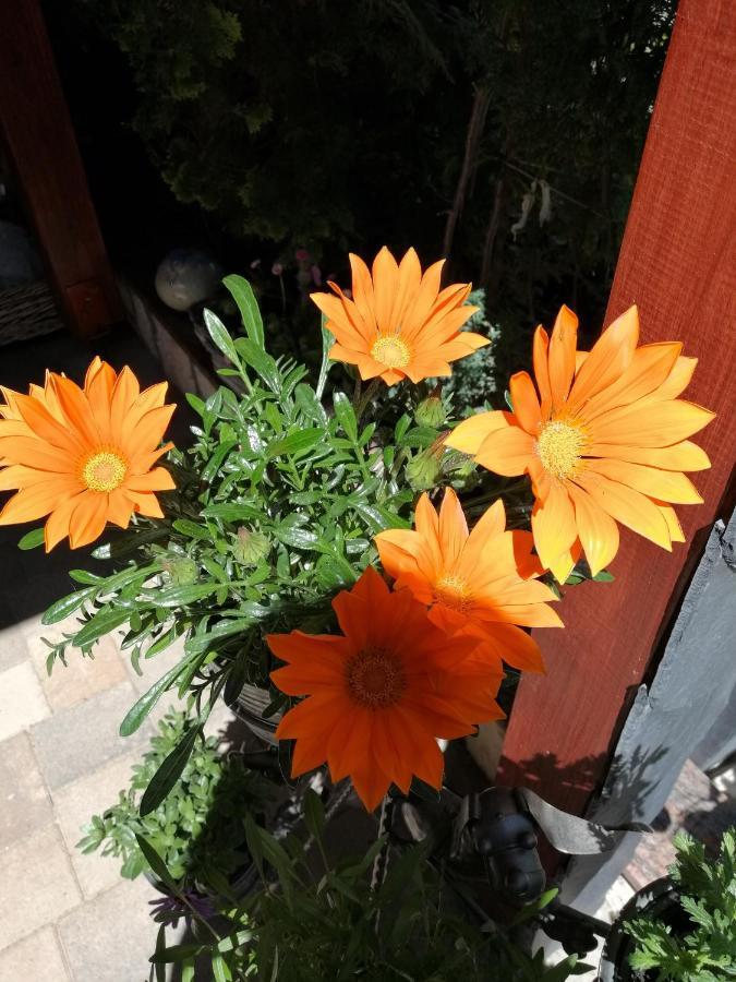 Usis_Ferienwohnung Im Harz Quedlinburg Exteriér fotografie